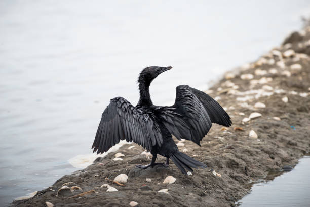 istock Little Cormorant  with open wings. 832146862