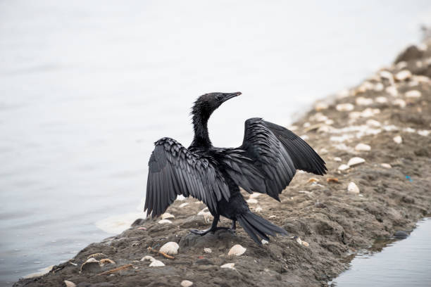 istock Little Cormorant  with open wings. 832146866