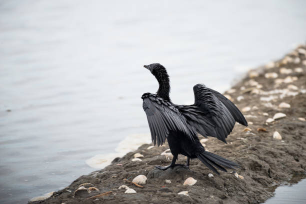 istock Little Cormorant  with open wings. 832146880