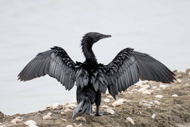 istock Little Cormorant  with open wings. 832146896