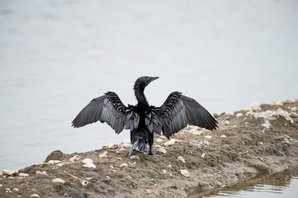 istock Little Cormorant  with open wings. 832146912
