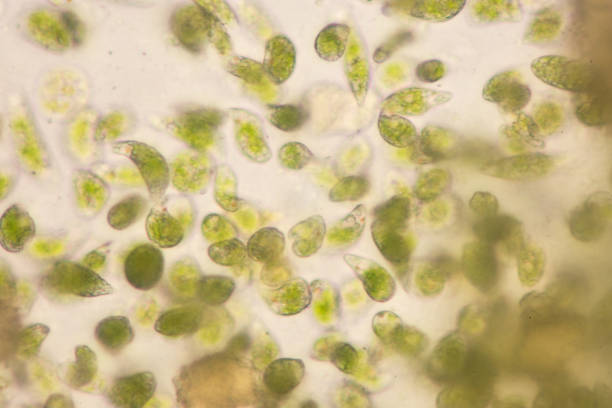 euglena является род одноклеточных flagellate eukaryotes под микроскопическим видом для образования. - trichonympha стоковые фото и изображения