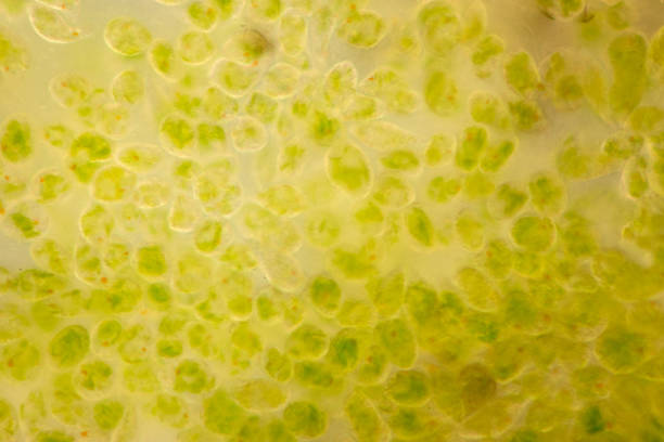 euglena является род одноклеточных flagellate eukaryotes под микроскопическим видом для образования. - trichonympha стоковые фото и изображения