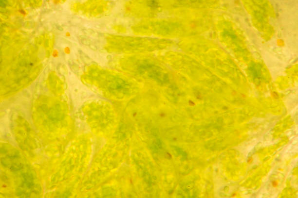 euglena es un género de los eucariotas flagelados unicelulares bajo visión microscópica para la educación. - trichonympha fotografías e imágenes de stock