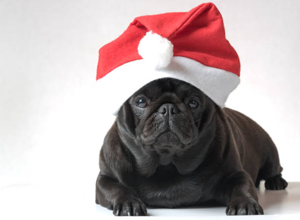 istock Black pug is in yje Santa hat 832150450