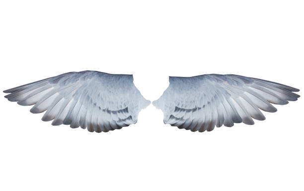 istock two wing feather of homing  pigeon bird isolated white background 832151056