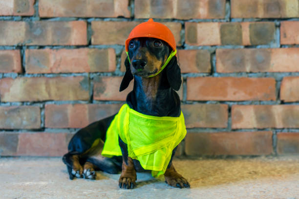 istock Dog builder dachshund in an orange construction helmet  at the brick wall background 832151096