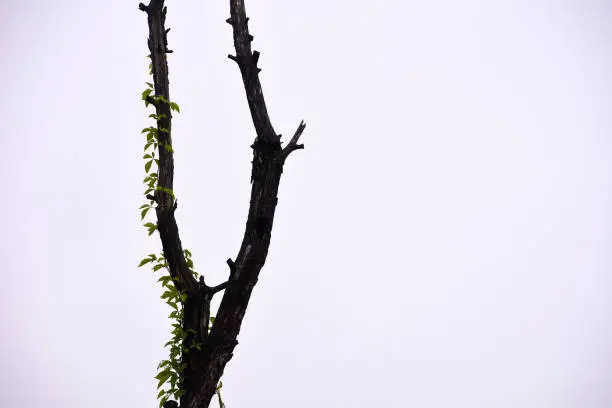 A dead tree with new live vine growning up around it.