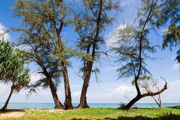 istock Pine trees along the beach on bright cloudy blue sky background in Phuket, Thailand 832154332