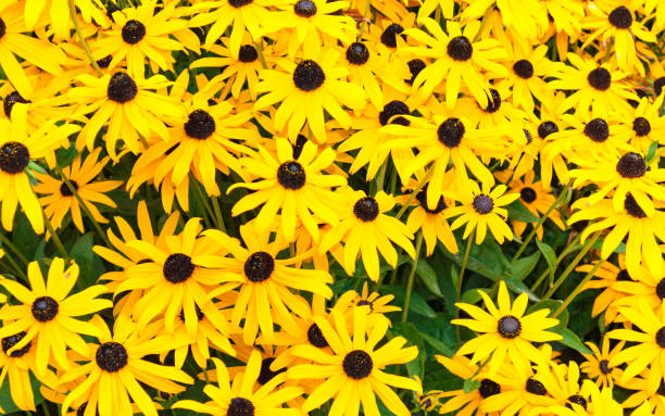 istock Black-eyed susans close-up, Vancouver, BC 832154450