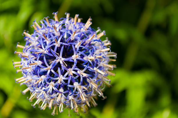 istock Purple flower close-up, Vancouver, BC 832154488
