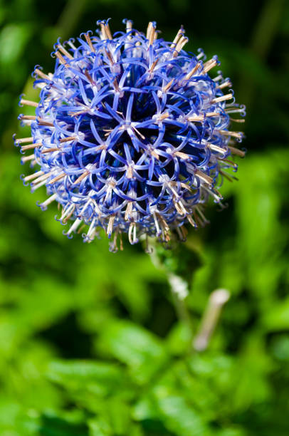 istock Purple flower close-up, Vancouver, BC 832154574