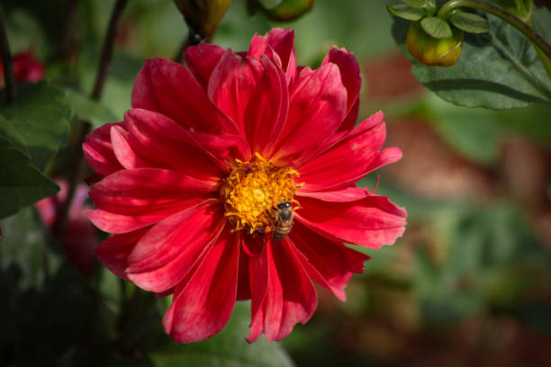 istock Bright red flower (Dahlia) with bumblebee feeding on blurred green background. 832155774