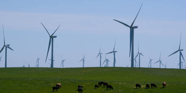 istock Wind turbines in a open field with livestock 832158698