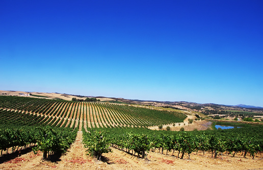 An aerial shot of a vineyard in Occidental, California, during the day.