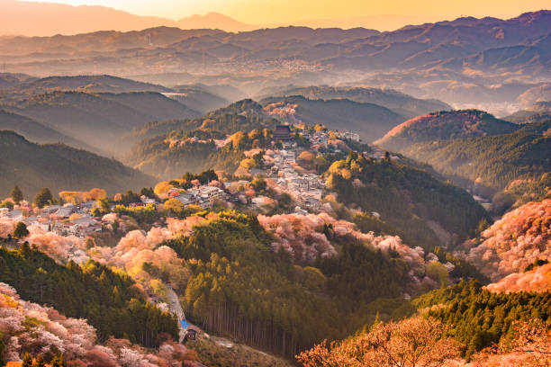 yoshinoyama 일본용 봄 - tree spring blossom mountain 뉴스 사진 이미지