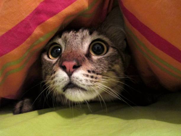 Intrigued Cat Under a Blanket A cat under a blanket fear stock pictures, royalty-free photos & images