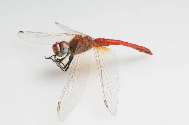 Photo of Red dragon fly