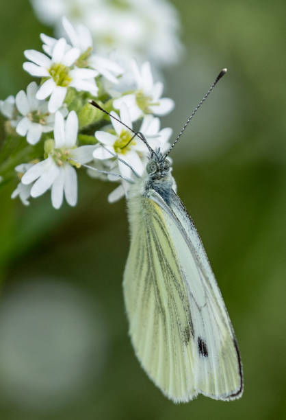 istock Green Veined Butterfly 832166986