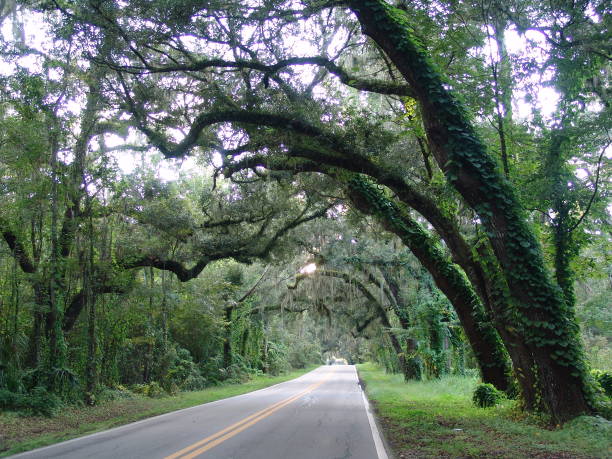 istock Canopy road, Fort Made Ave, Hernando County Florida 832170152