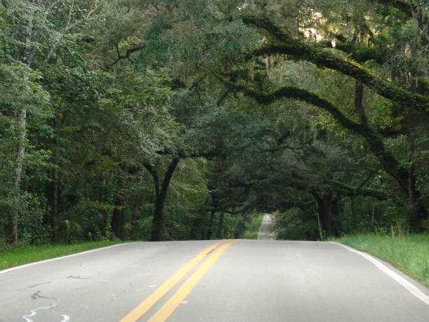 istock Canopy road, Fort Made Ave, Hernando County Florida 832170214