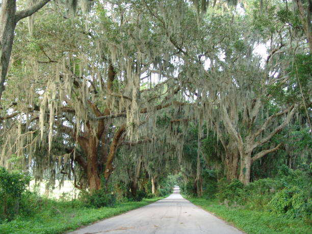 istock Canopy road. Old Trilby Road, Hernando County Florida 832171156
