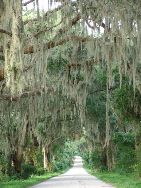 istock Canopy road. Old Trilby Road, Hernando County Florida 832171204