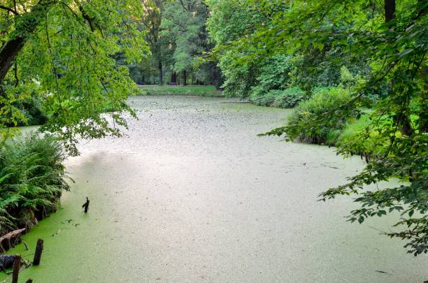 istock Water and plant in the park. 832173224