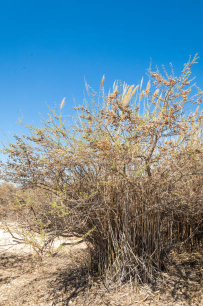 istock near desert.  desert.  steppe. 832174084