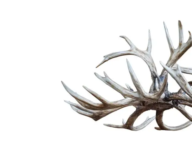Photo of Deer Antler Chandelier Isolated On White Background