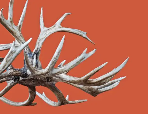 Photo of Deer Antler Chandelier Isolated On Orange Background