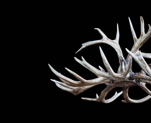 istock Deer Antler Chandelier Isolated On Black Background 832174364