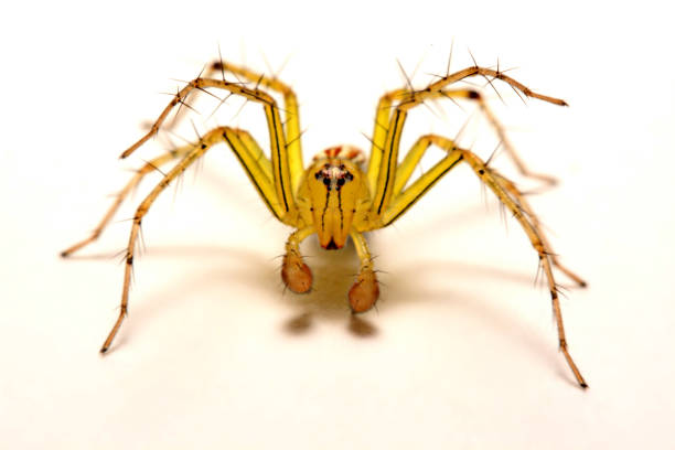 istock Jumping Spider. A close up of a jumping spider. 832179496