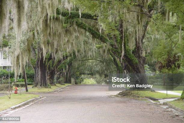 Canopy Road Brooksville Ave Hernando County Florida Stock Photo - Download Image Now
