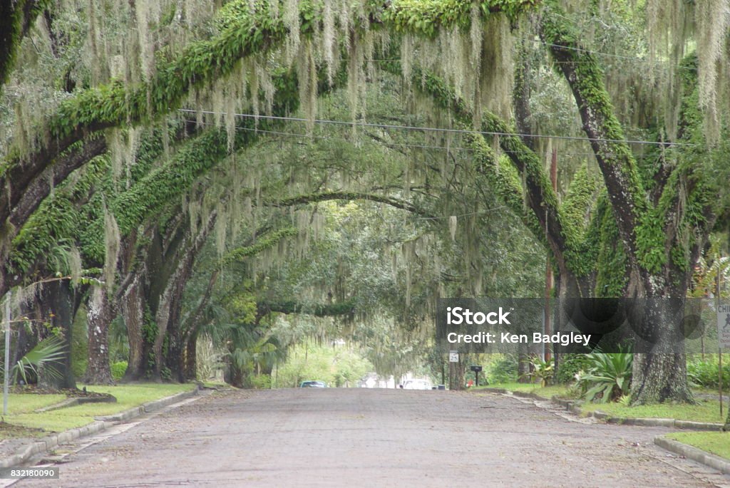 Canopy road, Brooksville Ave, Hernando County Florida Brooksville Ave, Brooksville Fla Florida - US State Stock Photo