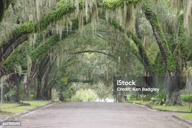 Canopy Road Brooksville Ave Hernando County Florida Stock Photo - Download Image Now
