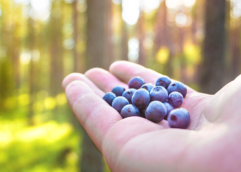 Woman holding blueberries in hand in forest. Blue berries in green woods.