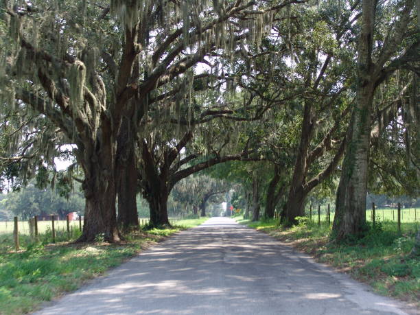 istock Canopy road, CR-114, Sumter County Florida 832190676