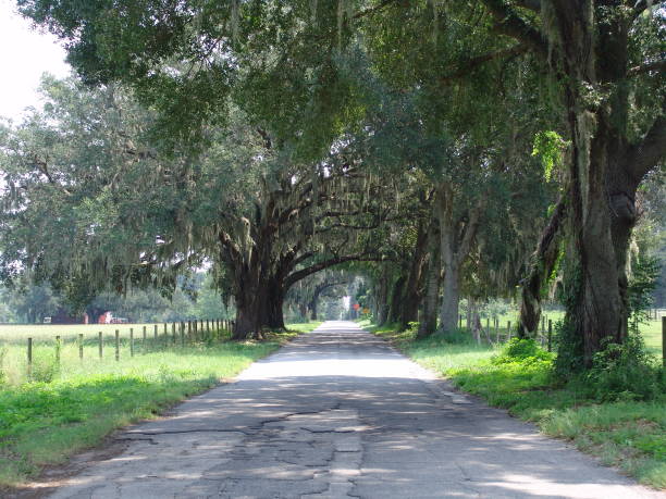 istock Canopy road, CR-114, Sumter County Florida 832190718