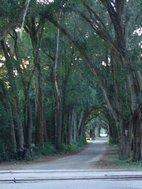 istock Canopy road, CR-100, Sumter County Florida 832190766