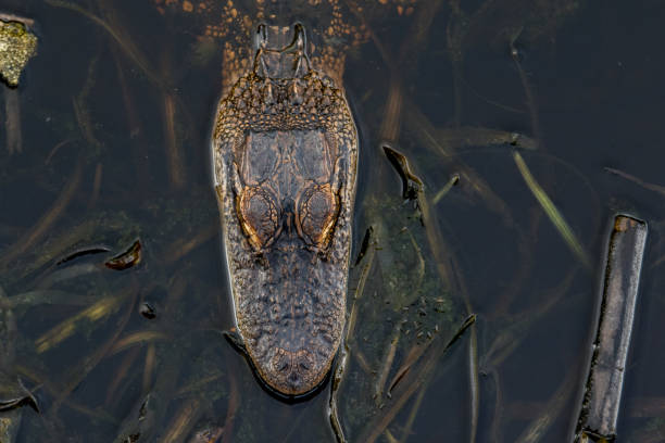 istock Ameican Alligator in swamp 832191678