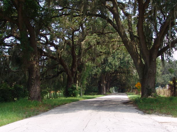 istock Canopy road, CR-223, Sumter County Florida 832192422