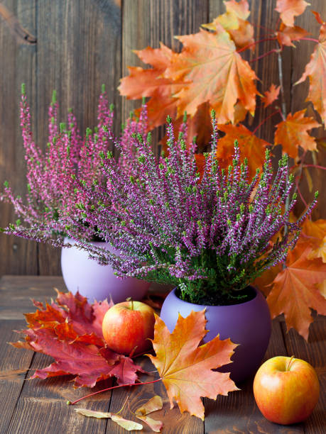 цветущий вереск, разноцветные кленовые листья и сочные фрукты на фоне коричневых, деревянных досок - maple keys фотографии стоковые фото и изображения