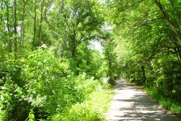 istock Canopy road, CR-326, Sumter County Florida 832193256