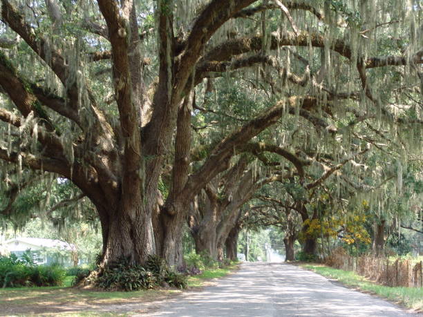 istock Canopy road, CR-223, Sumter County Florida 832193406