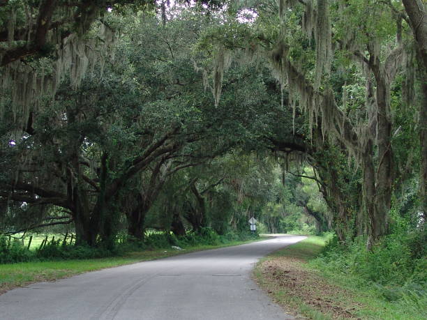 istock Canopy road, CR-753, Sumter County Florida 832199144