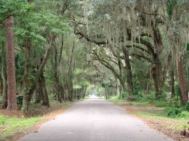 istock Canopy road, CR-753, Sumter County Florida 832199808