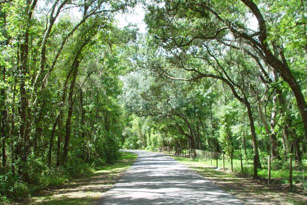 istock Canopy road, Old SR-50, Sumter County Florida 832199980