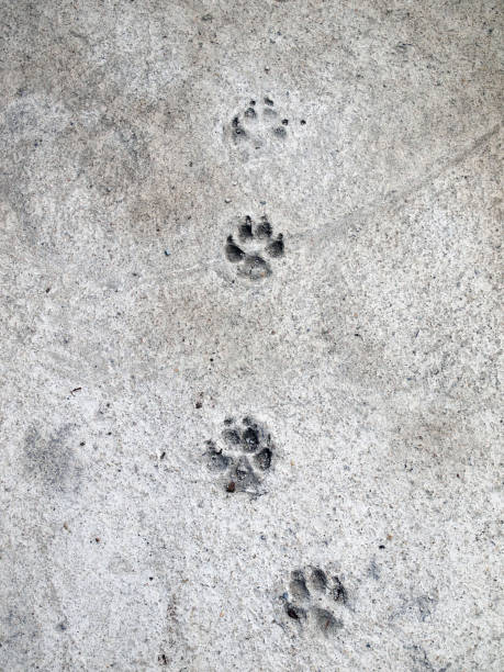 istock The dog is footprints on cement floor background 832200544