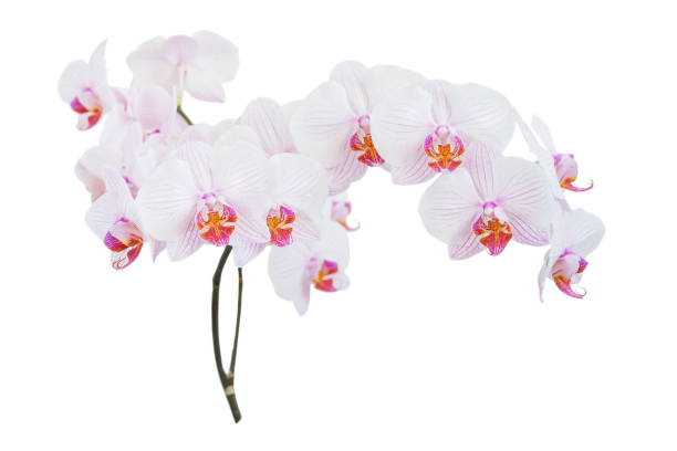 istock White and pink orchid on white 832203966
